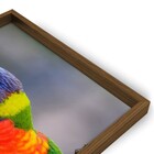 Quadro Decorativo Papagaio com Moldura Freijó 40x30cm Tropical
