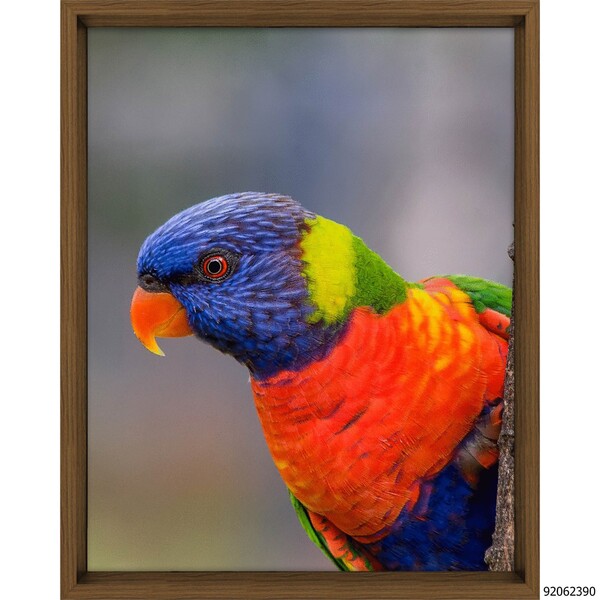 Quadro Decorativo Papagaio com Moldura Freijó 40x30cm Tropical