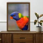 Quadro Decorativo Papagaio com Moldura Freijó 40x30cm Tropical