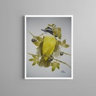 Quadro Decorativo Passarinho Bem Te Ví 33x24cm - Com Vidro Mo