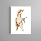 Quadro Decorativo Passarinho Cacatua 33x24cm Moldura Preta