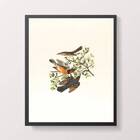 Quadro Decorativo Passarinhos 45x34cm A3 (45 X 34)