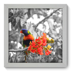 Quadro Decorativo - Pássaro - 22cm X 22cm - 009qnsab