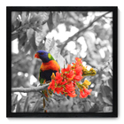 Quadro Decorativo - Pássaro - 50cm X 50cm - 009qnscp