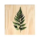 Quadro Decorativo Pinus Plantas Jardim Folhagens Para Sala Ha