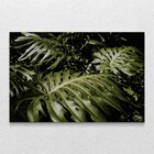 Quadro Decorativo Planta Costela De Adão Sem Moldura E Sem Vi