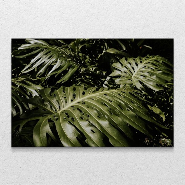 Quadro Decorativo Planta Costela De Adão Sem Moldura E Sem Vi