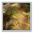 Quadro Decorativo - Plantação - 50cm X 50cm - 134qnpcb