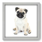 Quadro Decorativo - Pug - 33cm X 33cm - 097qdsb