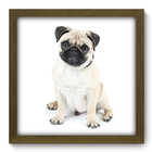 Quadro Decorativo - Pug - 33cm X 33cm - 097qdsm