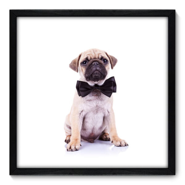 Quadro Decorativo - Pug - 50cm X 50cm - 007qnscp