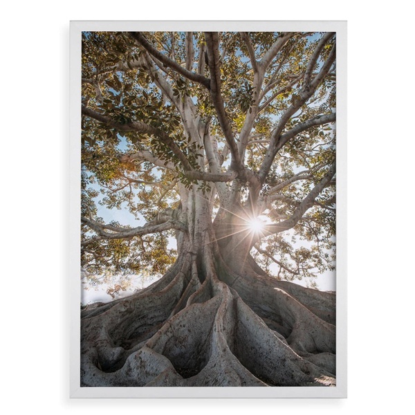 Quadro Decorativo Raízes - Árvore 24x18cm - Com Vidro Moldura