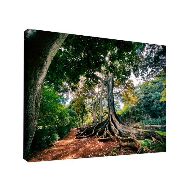 Quadro Decorativo Raízes Da Natureza