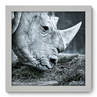 Quadro Decorativo - Rinoceronte - 22cm X 22cm - 001qdsb