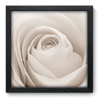 Quadro Decorativo - Rosa - 33cm X 33cm - 003qnfbp