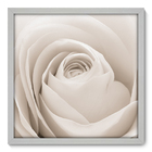 Quadro Decorativo - Rosa - 50cm X 50cm - 003qnfcb