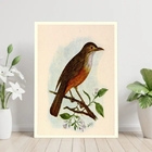 Quadro Decorativo Sabiá Laranjeira 33x24cm Moldura:madeira Br