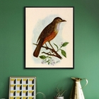 Quadro Decorativo Sabiá Laranjeira 45x34cm Moldura:madeira Pr