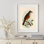 Quadro Decorativo Sabiá Laranjeira - 60x48cm Moldura:madeira