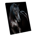 Quadro Decorativo Strong Horse