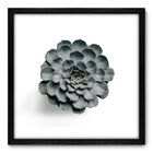 Quadro Decorativo - Suculenta - 50cm X 50cm - 077qndcp