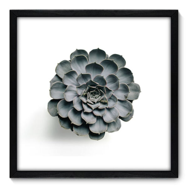 Quadro Decorativo - Suculenta - 50cm X 50cm - 077qndcp