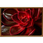 Quadro Decorativo Suculenta Ii Sem Vidro Marrom