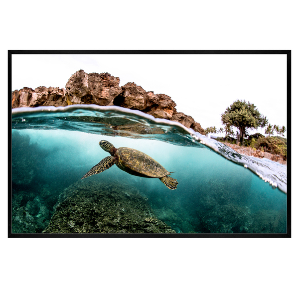 Quadro Decorativo Tartaruga 40x60cm Preto