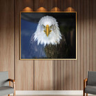 Quadro Decorativo Tela Canvas Animais Bald Eagle Com Moldura