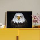 Quadro Decorativo Tela Canvas Animais Bald Eagle Com Moldura