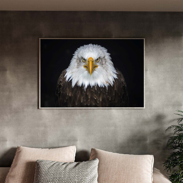 Quadro Decorativo Tela Canvas Animais Bald Eagle Com Moldura