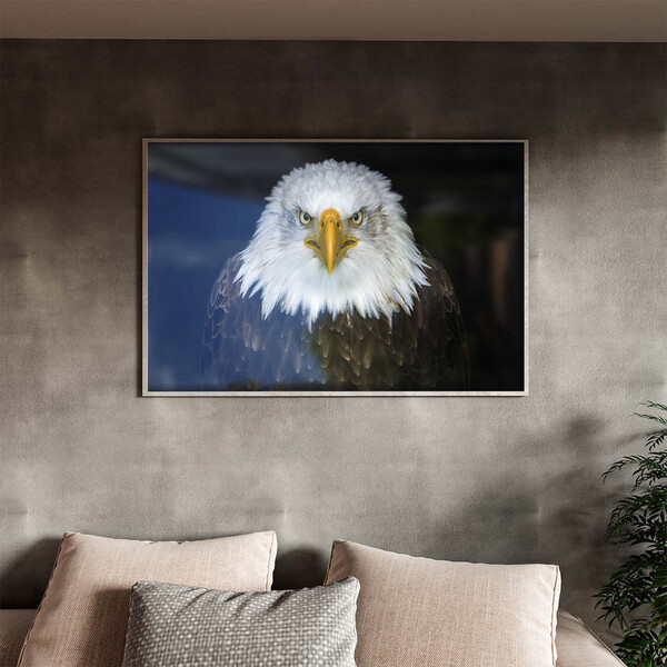 Quadro Decorativo Tela Canvas Animais Bald Eagle Com Moldura