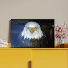 Quadro Decorativo Tela Canvas Animais Bald Eagle Com Moldura