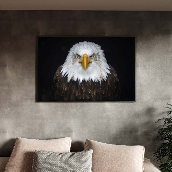 Quadro Decorativo Tela Canvas Animais Bald Eagle Com Moldura