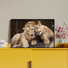 Quadro Decorativo Tela Canvas Animais Carinho De Leões Com Mo