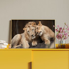 Quadro Decorativo Tela Canvas Animais Carinho De Leões Com Mo