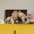Quadro Decorativo Tela Canvas Animais Carinho De Leões Com Mo