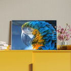 Quadro Decorativo Tela Canvas Animas Arara Com Moldura E Vidr