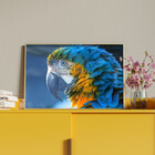 Quadro Decorativo Tela Canvas Animas Arara Com Moldura E Vidr