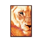 Quadro Decorativo Textura Cx Alta Leoa Cores 1 Pç 40x60  - Le