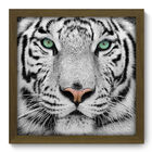 Quadro Decorativo - Tigre Branco - 33cm X 33cm - 002qdsm