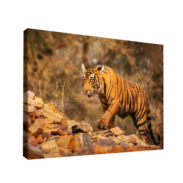 Quadro Decorativo Tigre Nas Montanhas