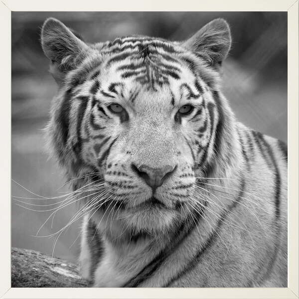 Quadro Decorativo Tigre Pb Moldura Sem Vidro Branco