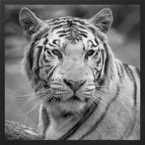 Quadro Decorativo Tigre Pb Moldura Sem Vidro Preto