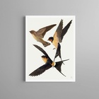 Quadro Decorativo Trio De Andorinhas 24x18cm Moldura Preta