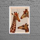 Quadro Decorativo Trio Girafas 33x24cm - Com Vidro Moldura:ma