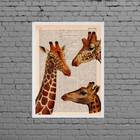 Quadro Decorativo Trio Girafas 45x34cm - Com Vidro Moldura:ma