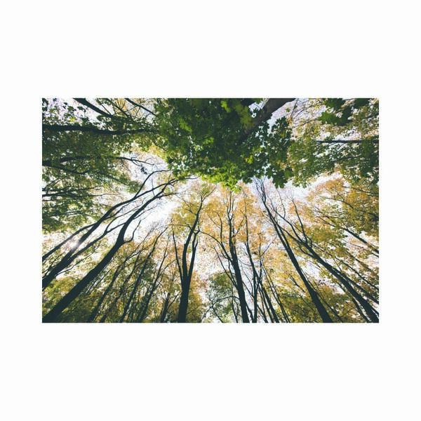 Quadro Decorativo Vinil Arvores Vistas De Baixo I0601-09 - Br