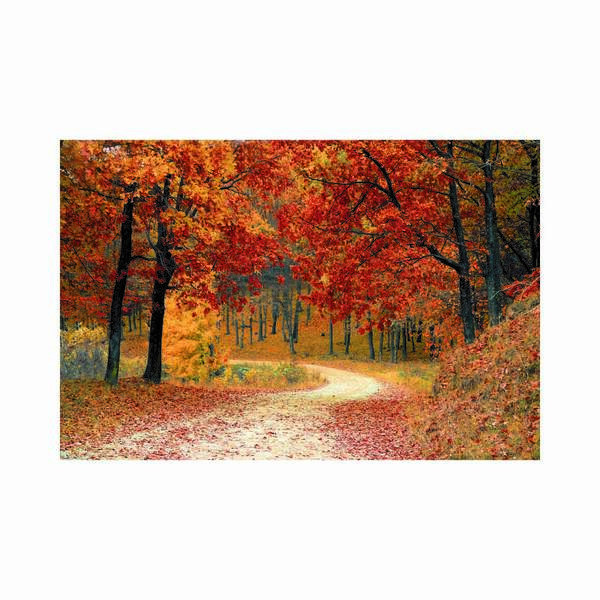 Quadro Decorativo Vinil Floresta Vermelha I0601-12 - Preto -