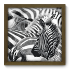 Quadro Decorativo - Zebra - 33cm X 33cm - 004qdsm